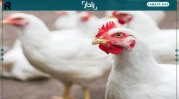 سعر الدواجن البيضاء ينخفض لأدنى مستوى منذ 5 أشهر الأربعاء 12-11-2025